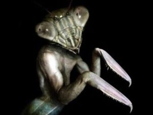 Former Delta Force Commander and DARPA Scientist encounter with a 7 foot Praying Mantis