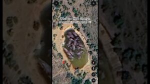 Mysterious creatures in pond on google earth, possible alien hive? UFO UAP paranormal sightings news