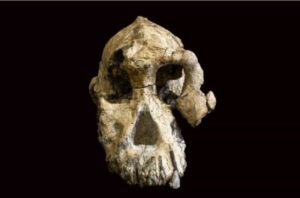 Meet Australopithecus anamensis, one of humankind’s oldest ancestors