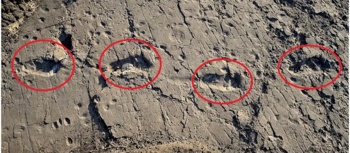 3.6-million-year-old-footprints-1.jpg
