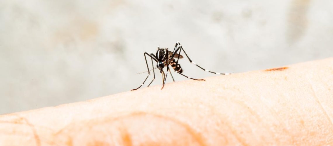 Aedes-Mosquito-Bite-Skin-Carrier-Malaria-1.jpg