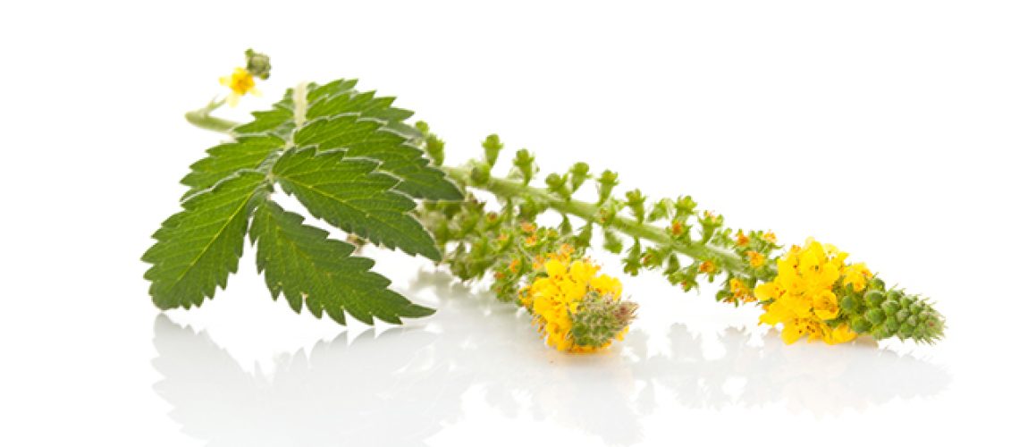 Agrimony-2.jpg
