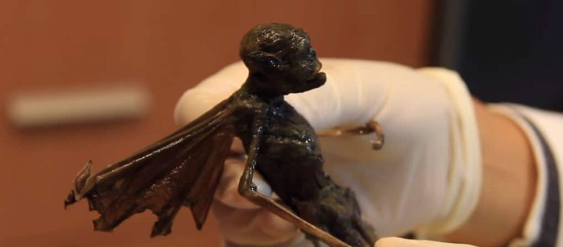 Alien-fairy-Real-1.jpg