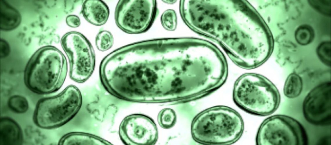 Bacteria-Germs-Cells.jpg