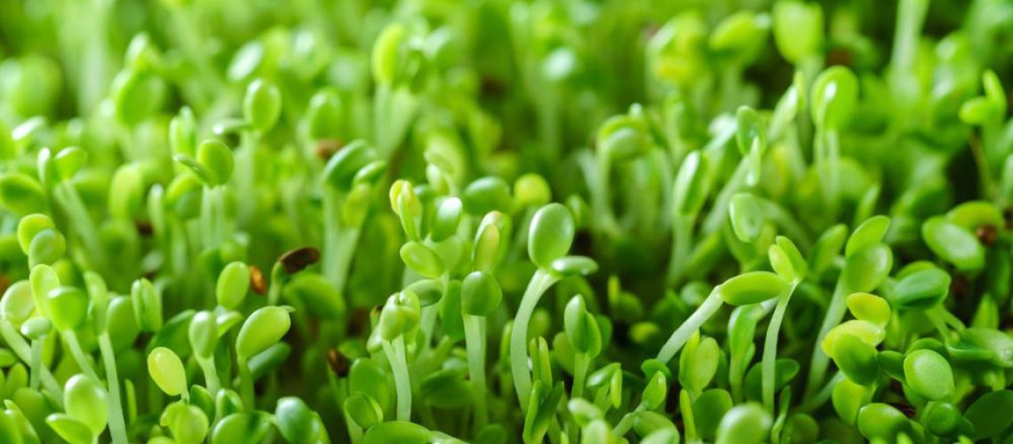 Broccoli-Herbs-Sprouts-Micro-Garden-Basil-Cooking.jpg Broccoli-Herbs-Sprouts-Micro-Garden-Basil-Cooking.jpg