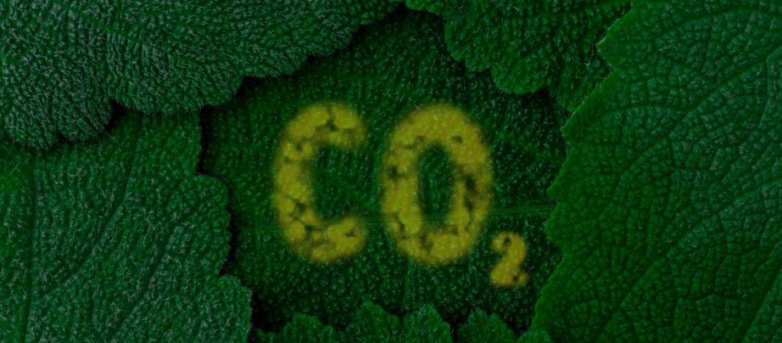 Carbon-Dioxide-Co2-Dark-Green-Leaves-Background-Close-Up.jpg