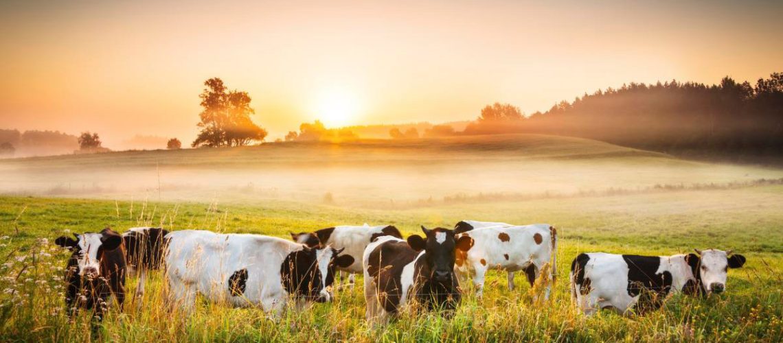 Cows-Cattle-Field-Farm-Graze-Grass-Sunset.jpg