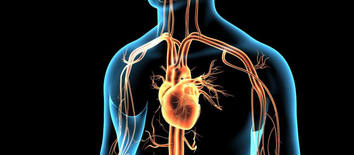 Disease-Heart-Man-3D-Anatomical-Anatomy-Artery.jpg