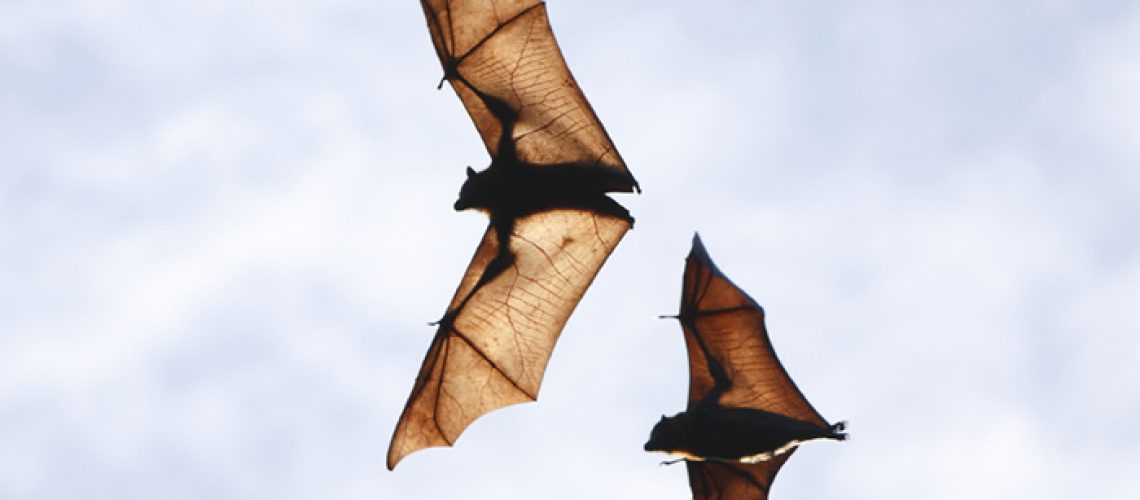 Flying-Fruit-Bats.jpg