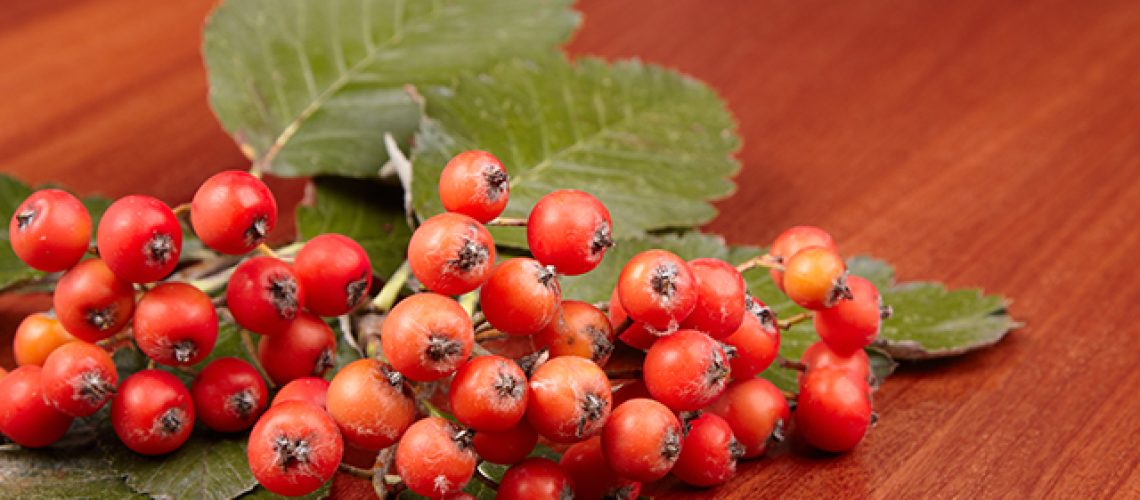 Hawthorn-Berries-3.jpg