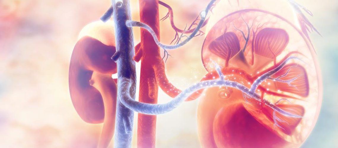 Kidney-Transplant-Cancer-Renal-Anatomy-Background-Disease.jpg Kidney-Transplant-Cancer-Renal-Anatomy-Background-Disease.jpg