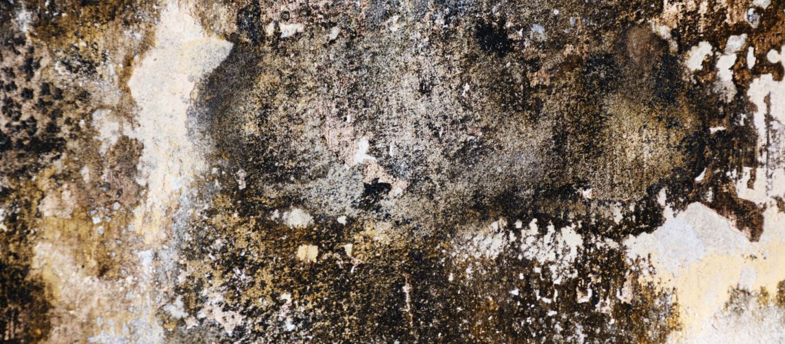 Mold.jpg