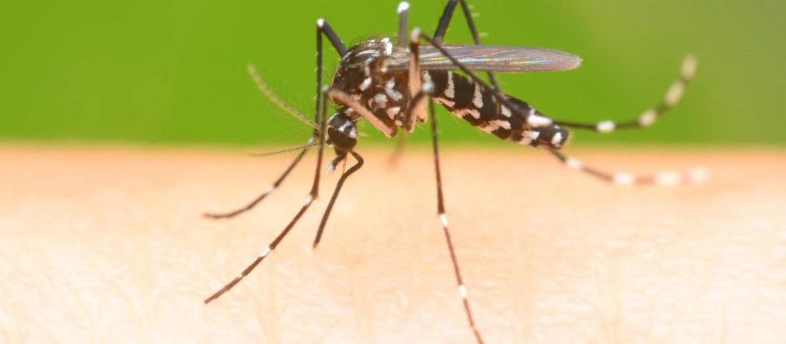 Mosquito-Human-Hand-Sucking-Blood.jpg