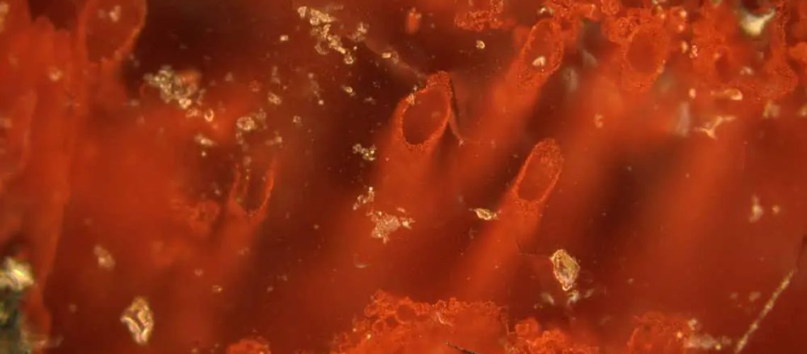 Oldest-life-on-Earth-1.jpg