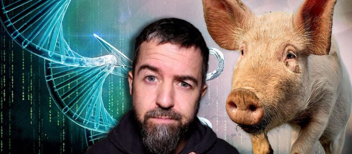 PigsThumb-copy.jpg