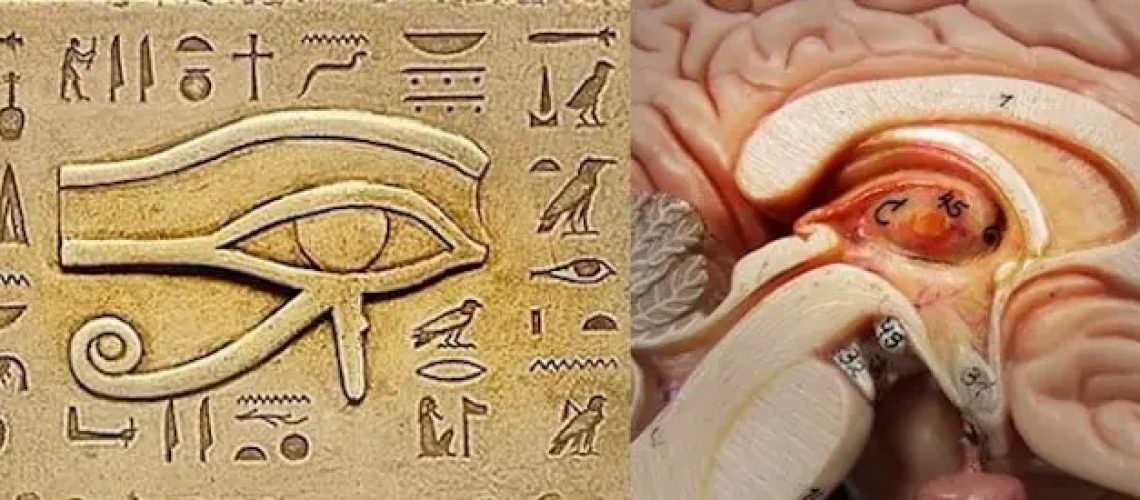 Pineal-Gland-1.jpg