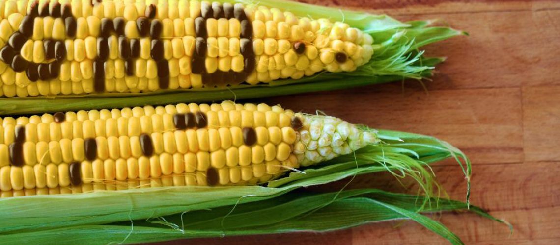 Produce-GMO-Food-Genetic-Modified-Corn-Crop-Science.jpg Produce-GMO-Food-Genetic-Modified-Corn-Crop-Science.jpg