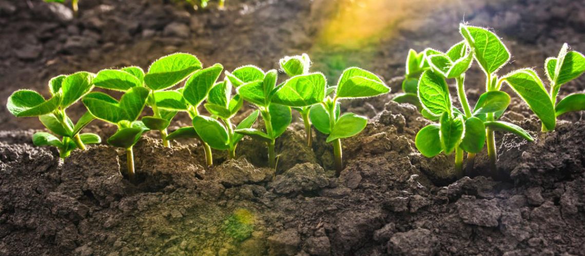 Soy-Plant-Soil-Good-Harvest-Farm-Legume.jpg
