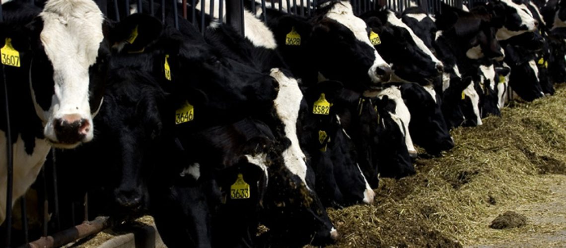 Steer-Cattle-Ranch.jpg