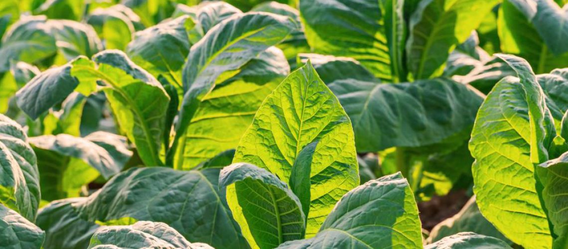 Tobacco-Farm-Addiction-Agricultural-Agriculture-Background-Bed.jpg