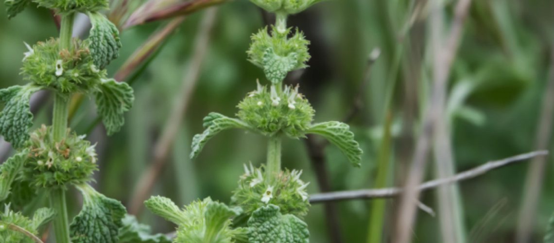 White-Horehound-Flowers-1.jpg