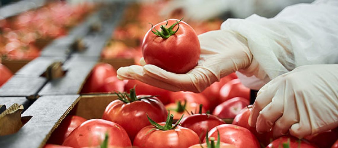Worker-in-latex-gloves-inspecting-a-red-tomato-1.jpeg