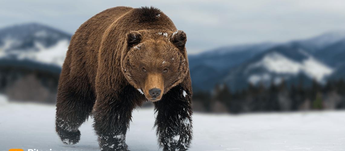 bearh.png