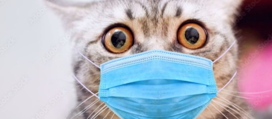 cat-mask_784948084.jpg
