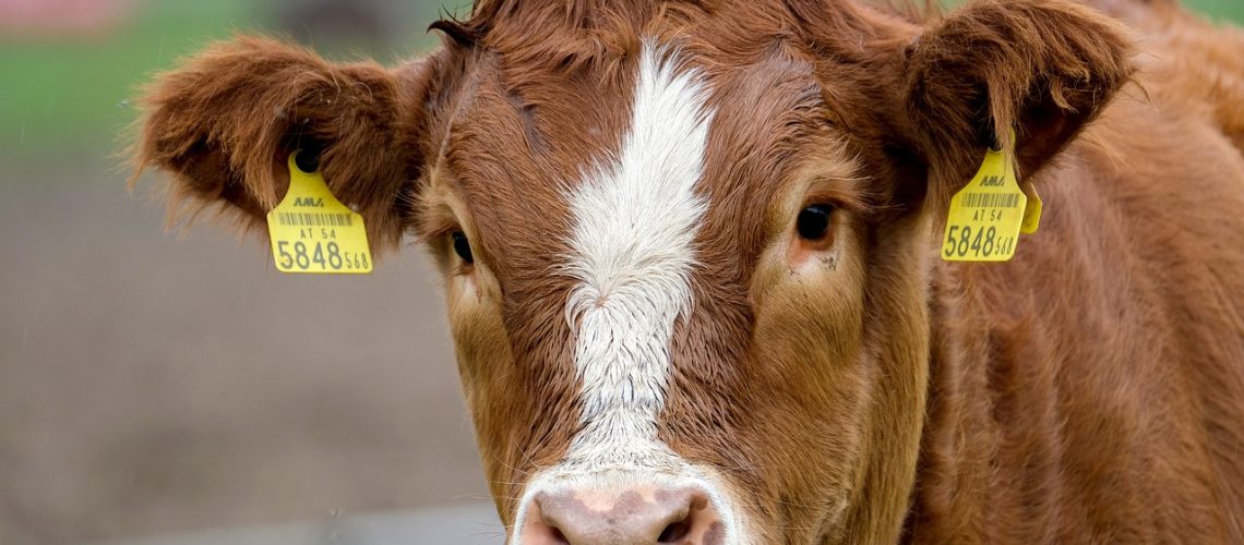 cow.jpg