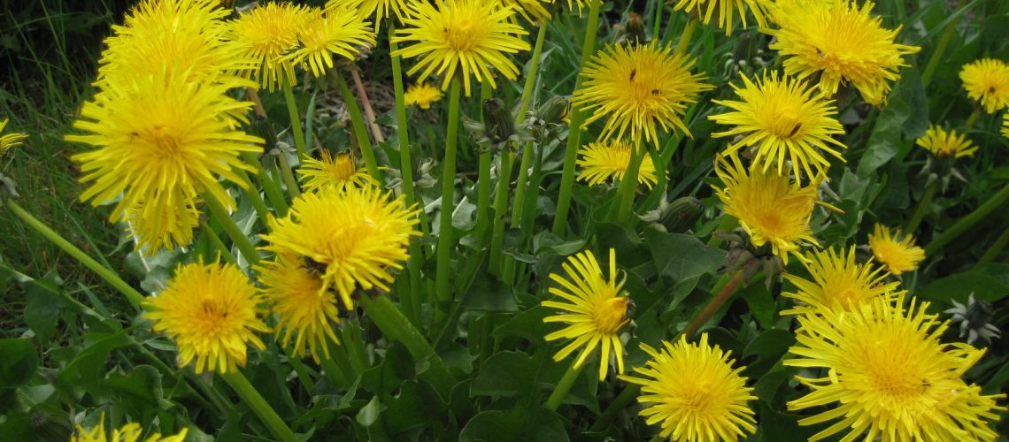 dandelions-grass-salve.jpg