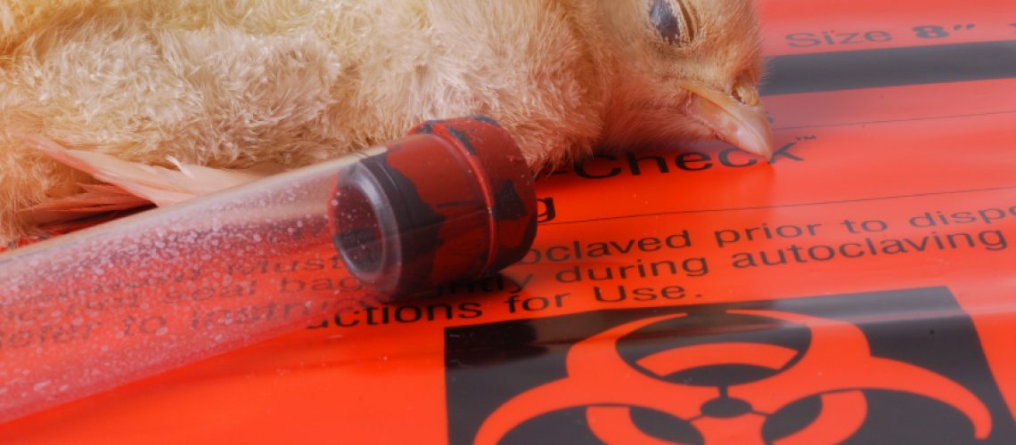 flu-bird.jpg