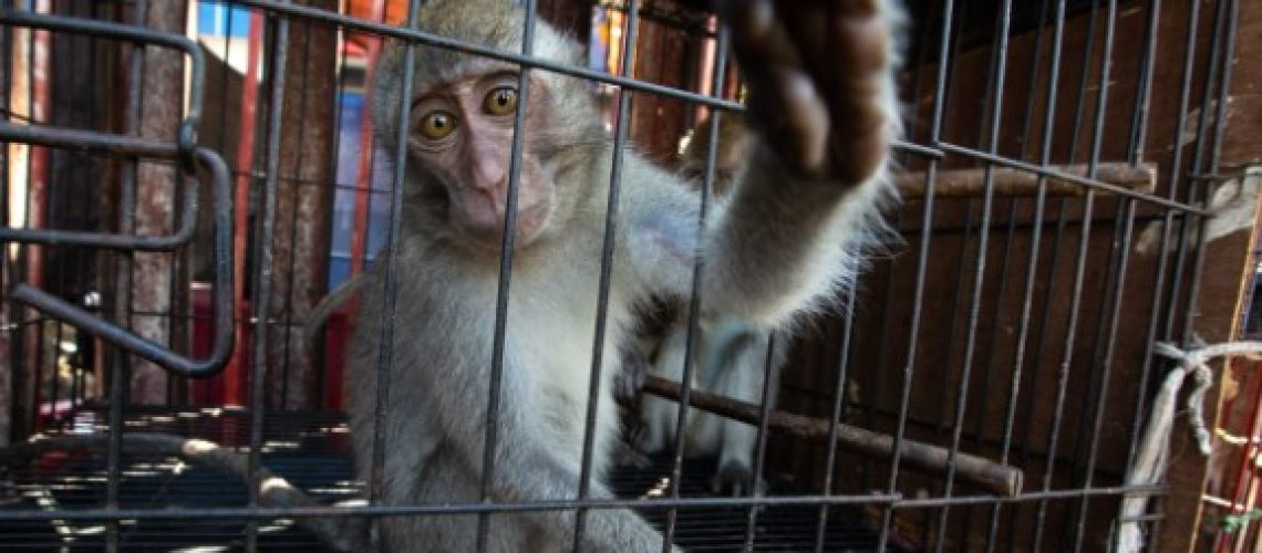 monkey-test.jpg monkey-test.jpg