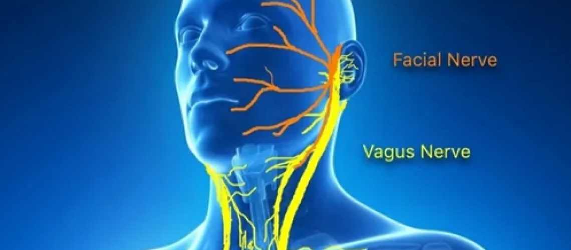 vagus-nerve-feature.png